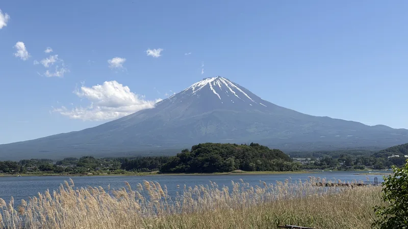 Golden reeds on the shore of Lake Kawaguchi with Mount Fuji under a blue sky.