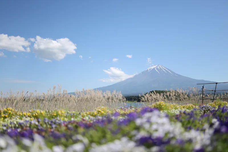 Mount Fuji with a snow-capped summit behind golden reeds and a field of purple and yellow flowers at Oishi Park.